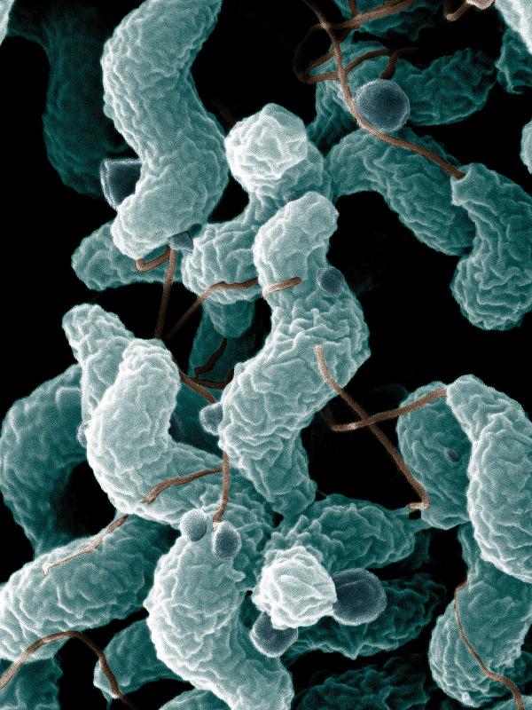 Campylobacteria bacteria