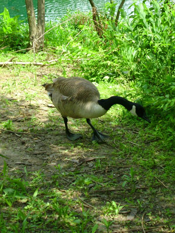 Canada Goose