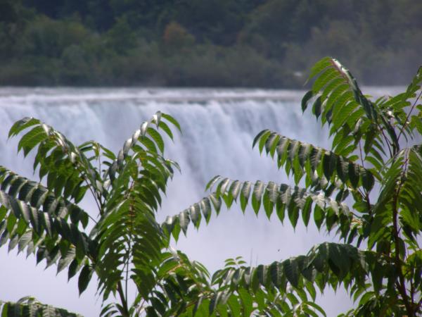 Canada - Niagara Falls - Water - Trees