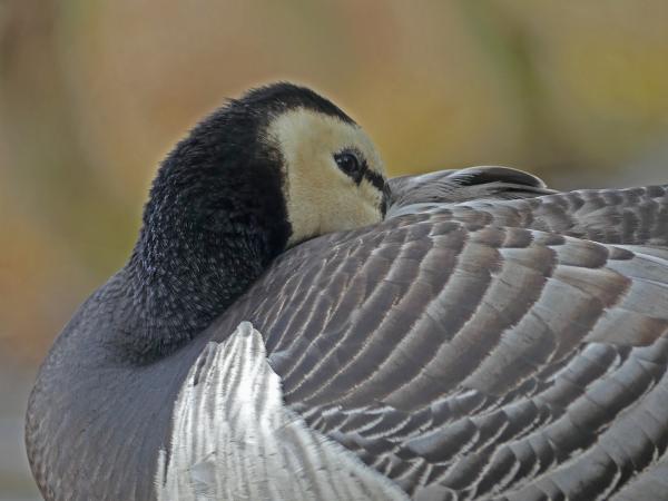 Canadeese gans Pairi Daiza