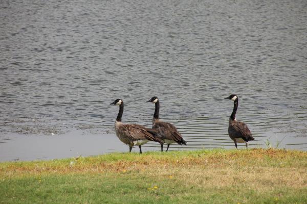 Canadian Geese