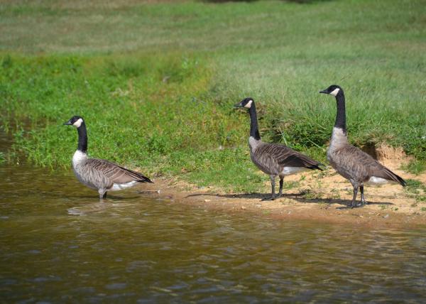 Geese