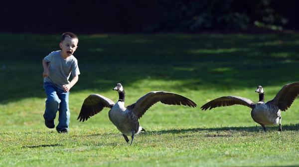Woman cooks geese