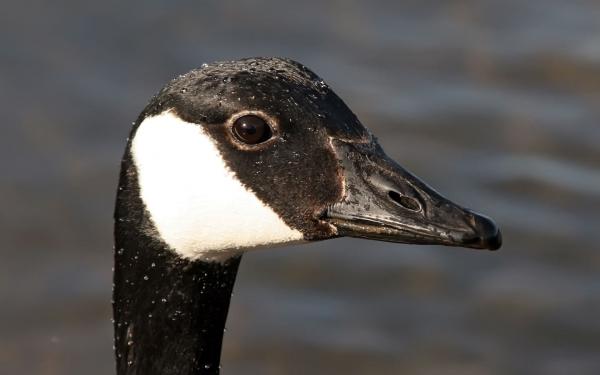 Canadian Geese