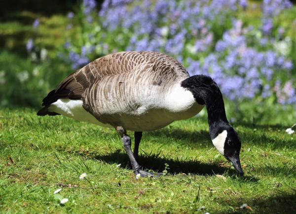 Canadian Geese