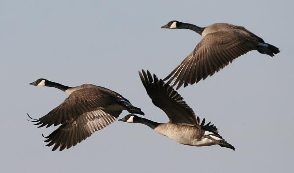 Geese