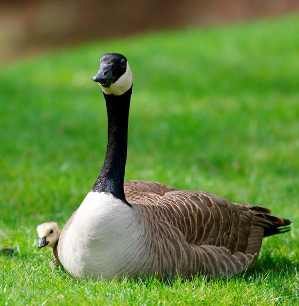 Canadian Goose