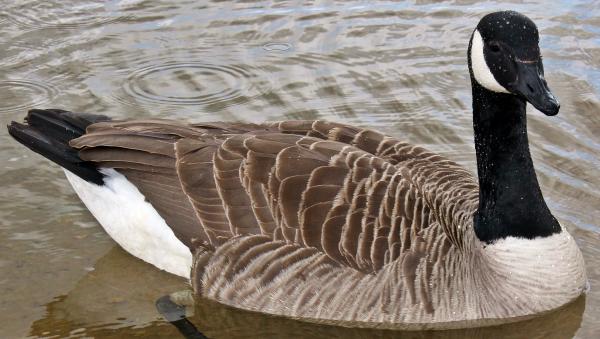 Canadian Goose