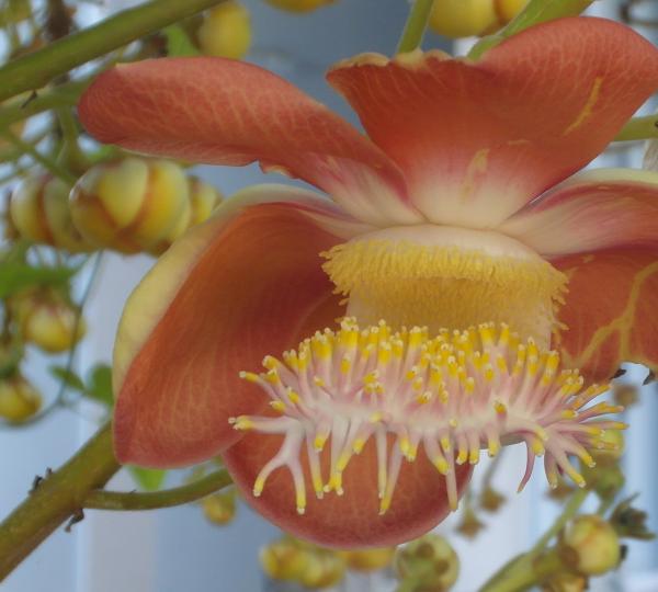 Cannon ball tree flower