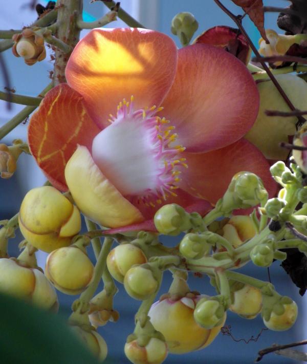 Cannon ball tree flower