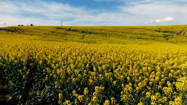 Canola. Golden fields.
