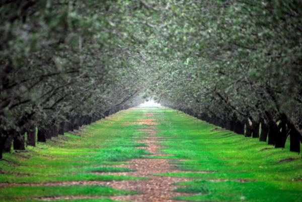 Canopy of Green