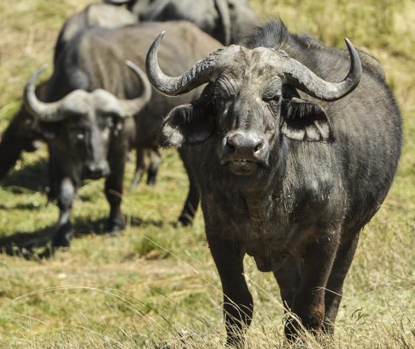 Wild Buffalo