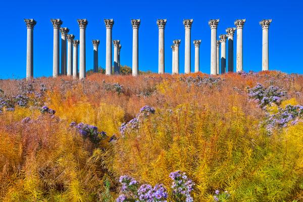 Capitol Arboretum Columns - HDR