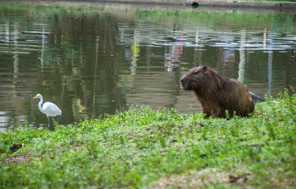 Capivara