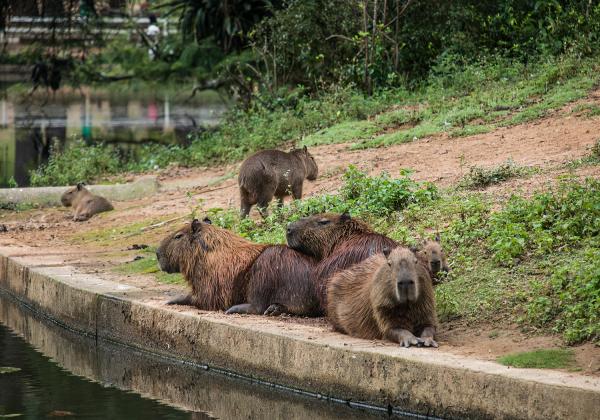 Capivara