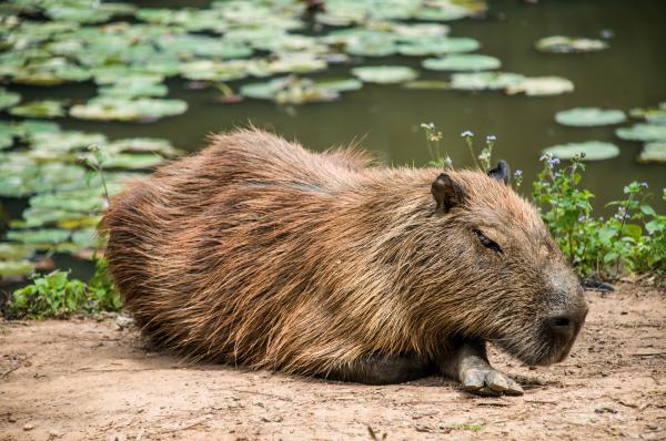 Capivara