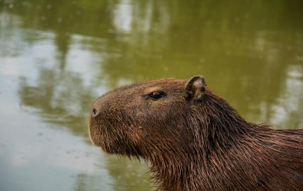 Capivara
