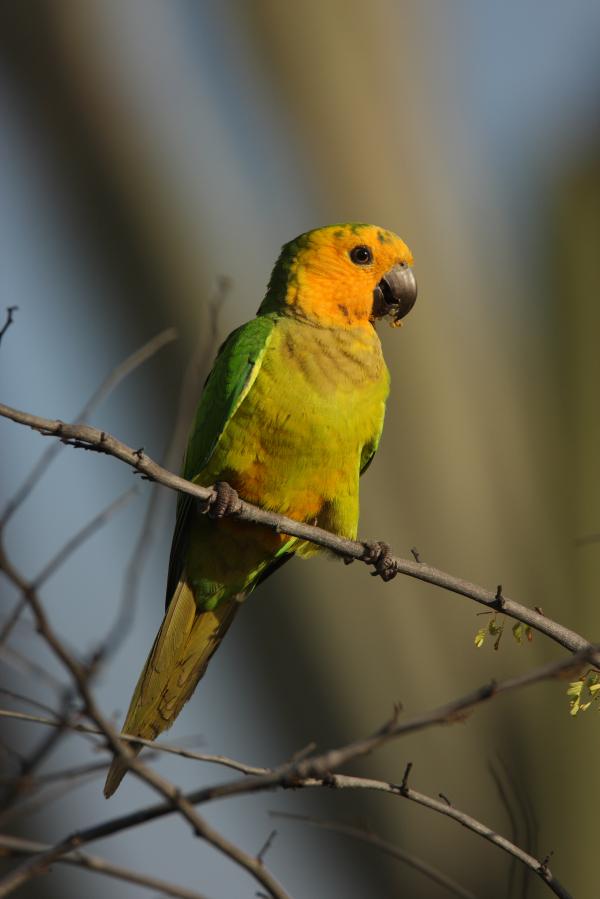 Caribbean Parakeet
