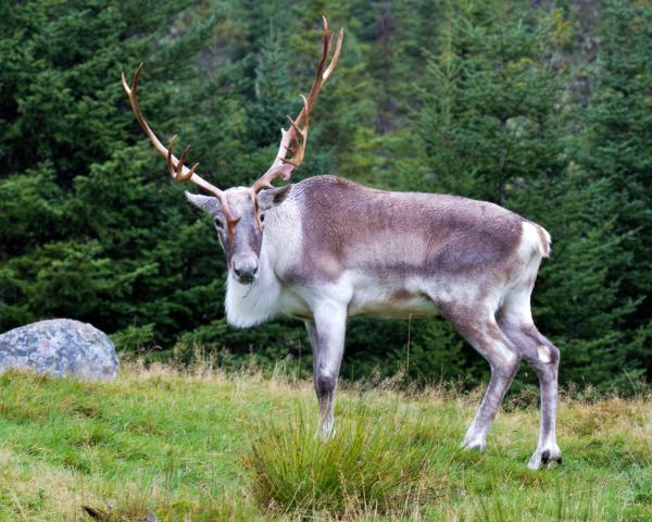 Caribou