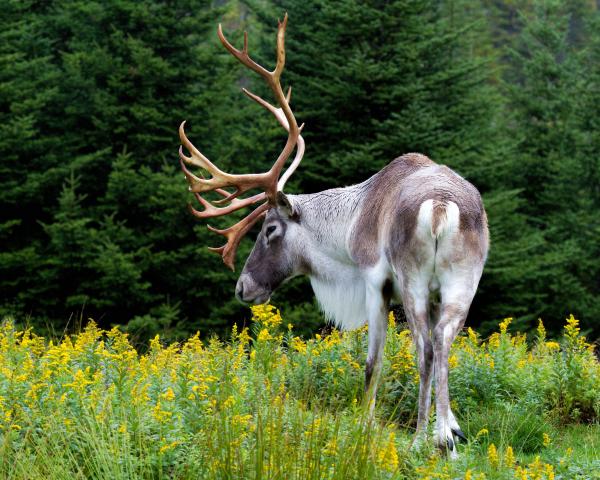 Caribou