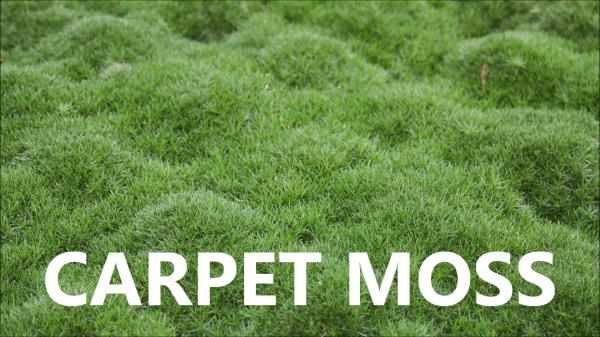 Carpet from moss