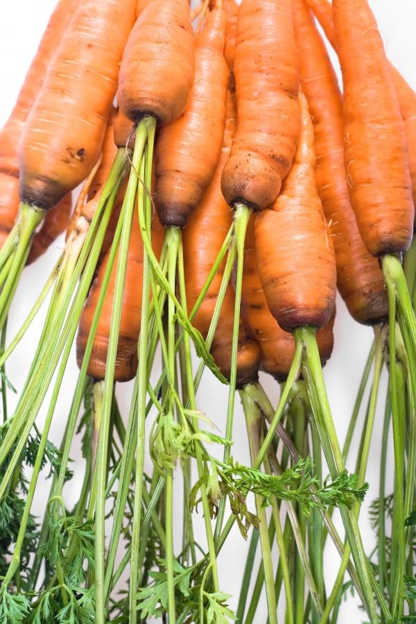carrot