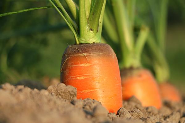 Carrot growth