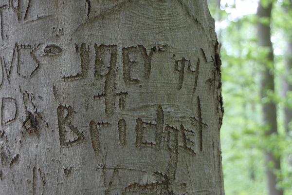 Carved in tree