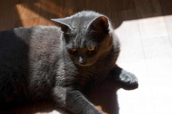 Cat