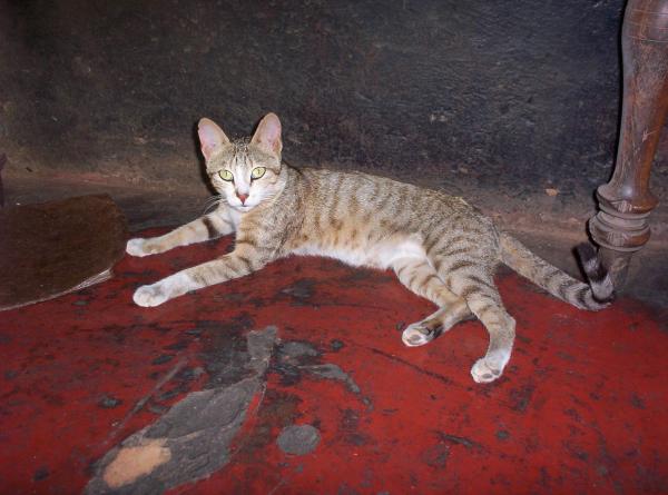 Cat