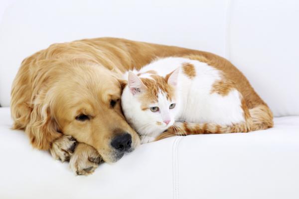 Dog and cats