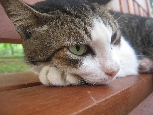 Cat at Punggol Park