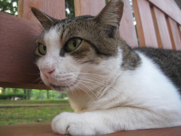 Cat at Punggol Park