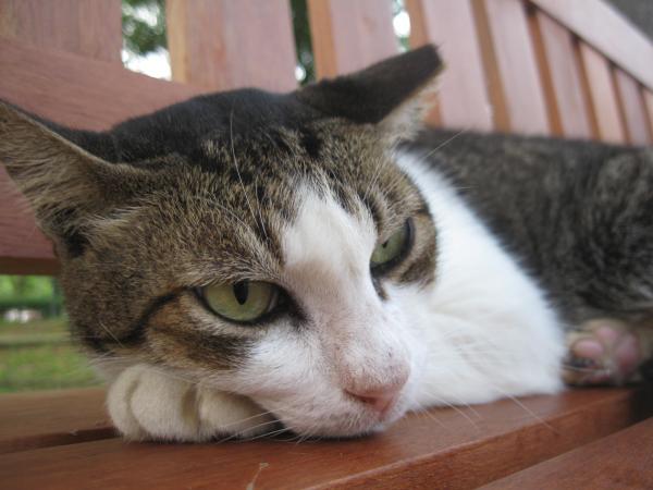 Cat at Punggol Park