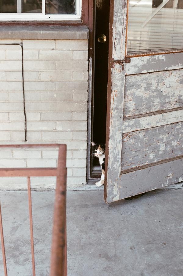 Cat at the entrance