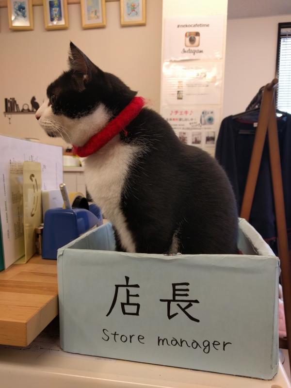 Cat cafe, Inari, Kyoto