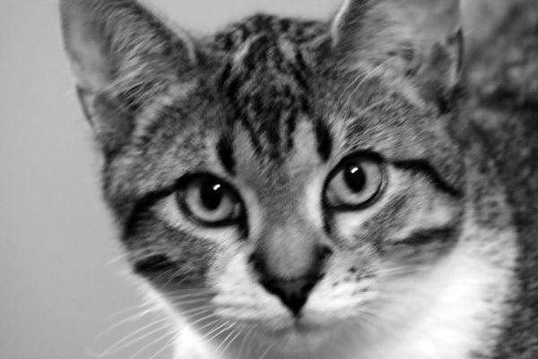 Cat Close-up
