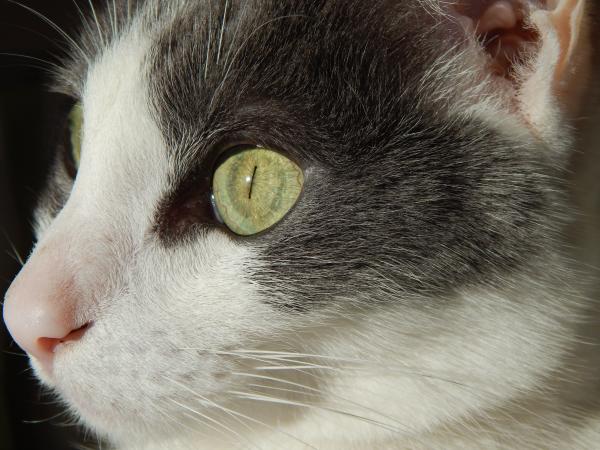 Cat closeup