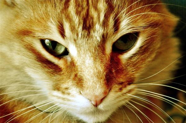 Cat closeup
