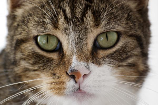 Cat closeup