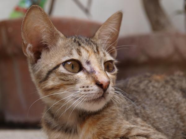 Cat closeup