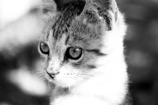 Cat closeup