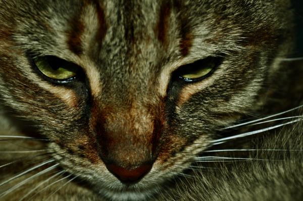 Cat closeup