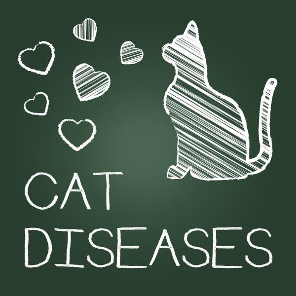 Cat Diseases Indicates Puss Kitten And Kitty