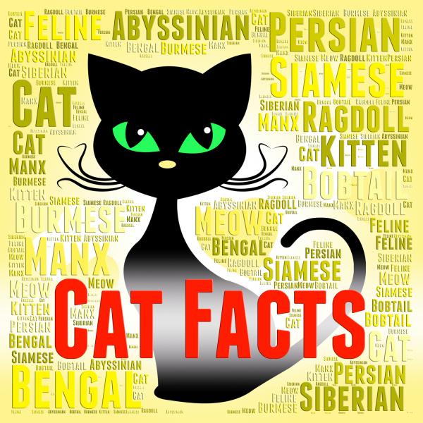 Cat Facts Shows True Knowledge And Puss