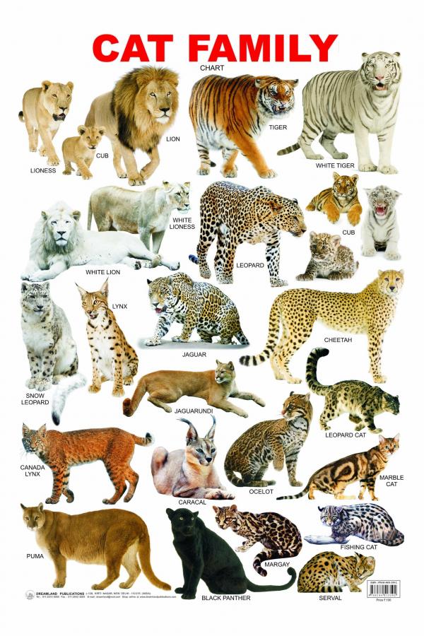 Cat family