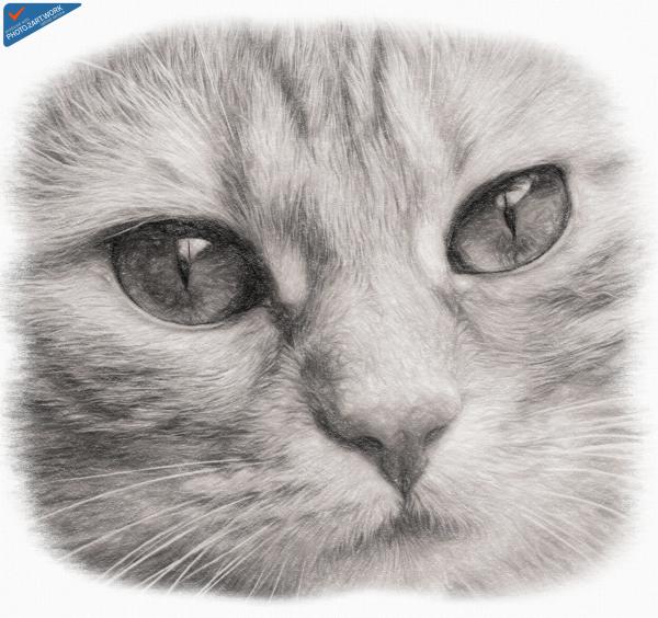 Cat - ID: 16218-130715-5280