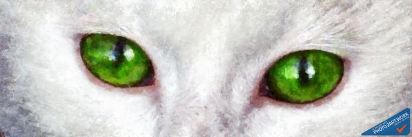 Cat - ID: 16236-105008-8164