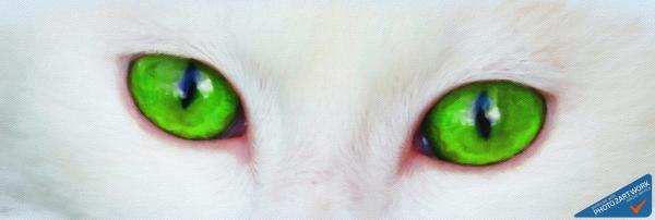 Cat - ID: 16236-105013-3797